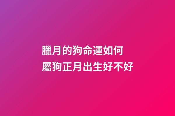 臘月的狗命運如何 屬狗正月出生好不好